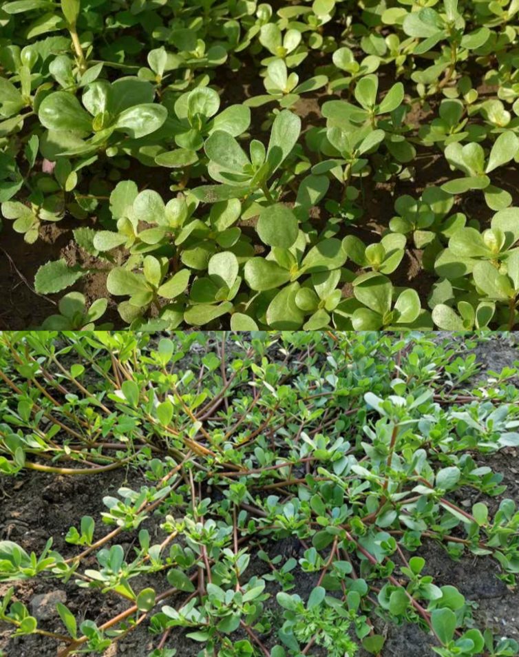 The Amazing Health Benefits and Flavor of Purslane