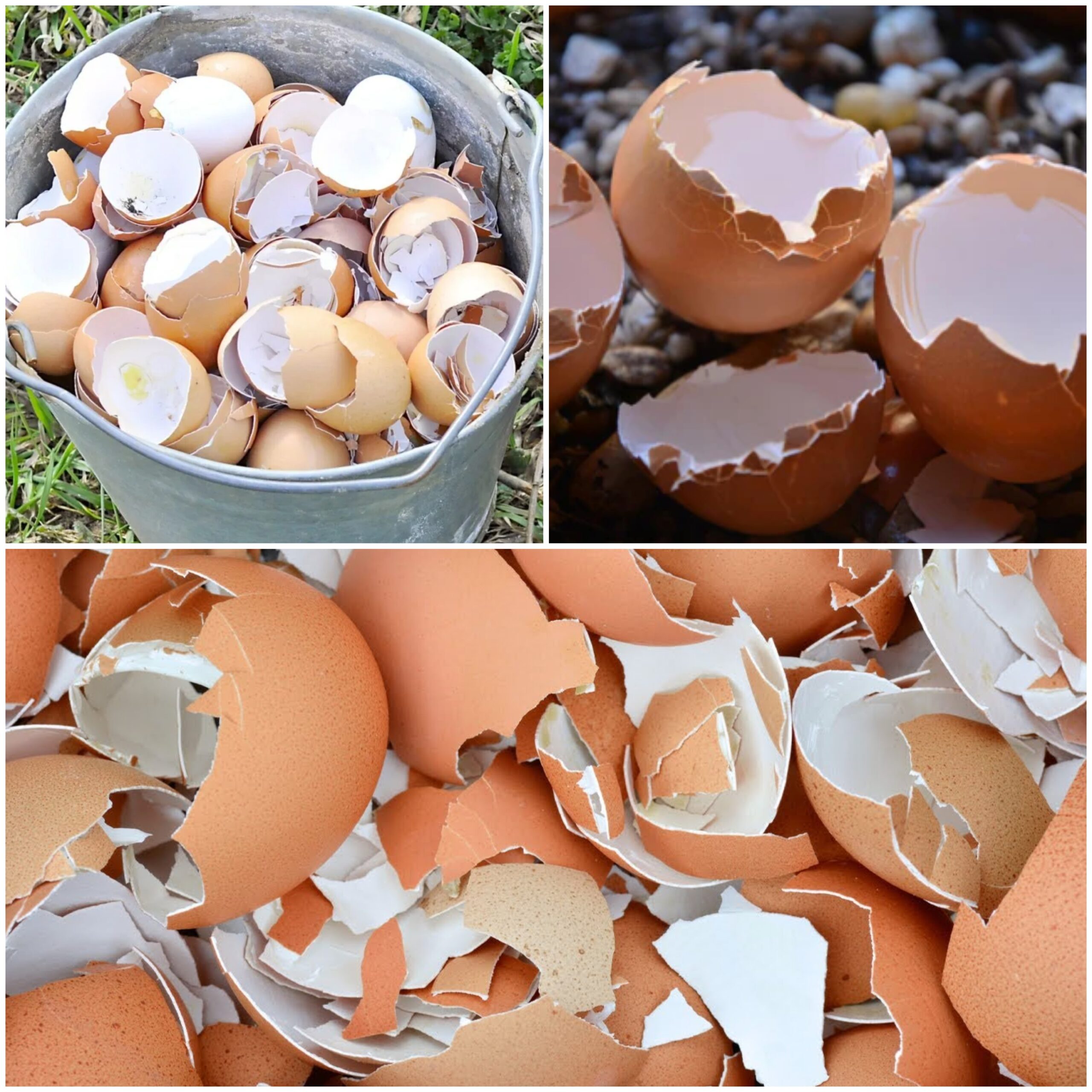 Unlocking the Hidden Potential of Eggshells: 14 Easy and Eco-Friendly Tips