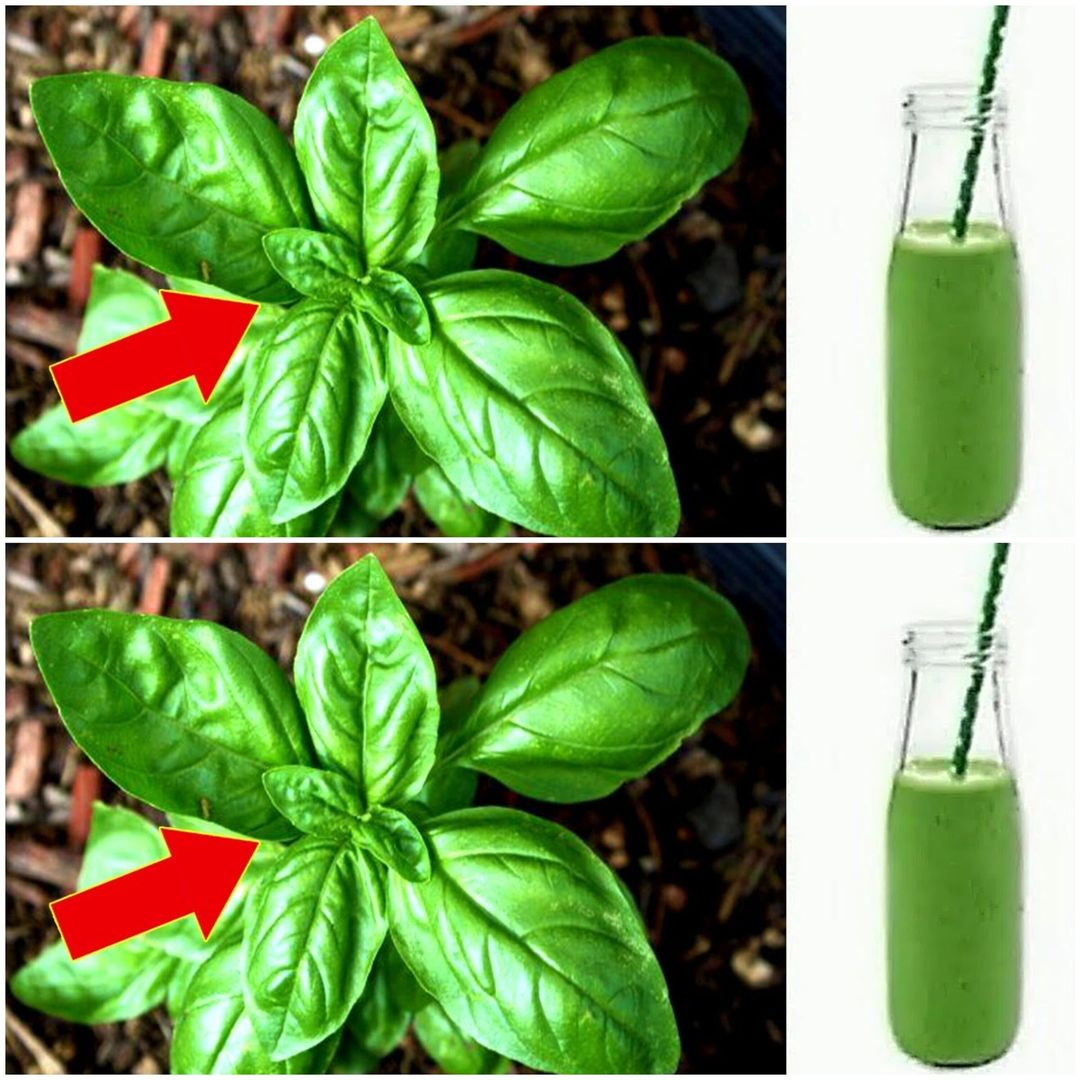 Discover the Incredible Benefits of Basil: Your Home’s Golden Treasure