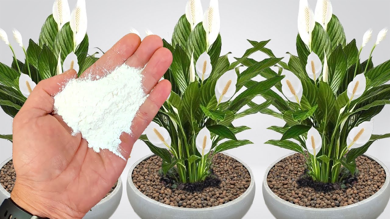 Revitalize Your Plants with Rice Flour Fertilizer: A Simple Guide