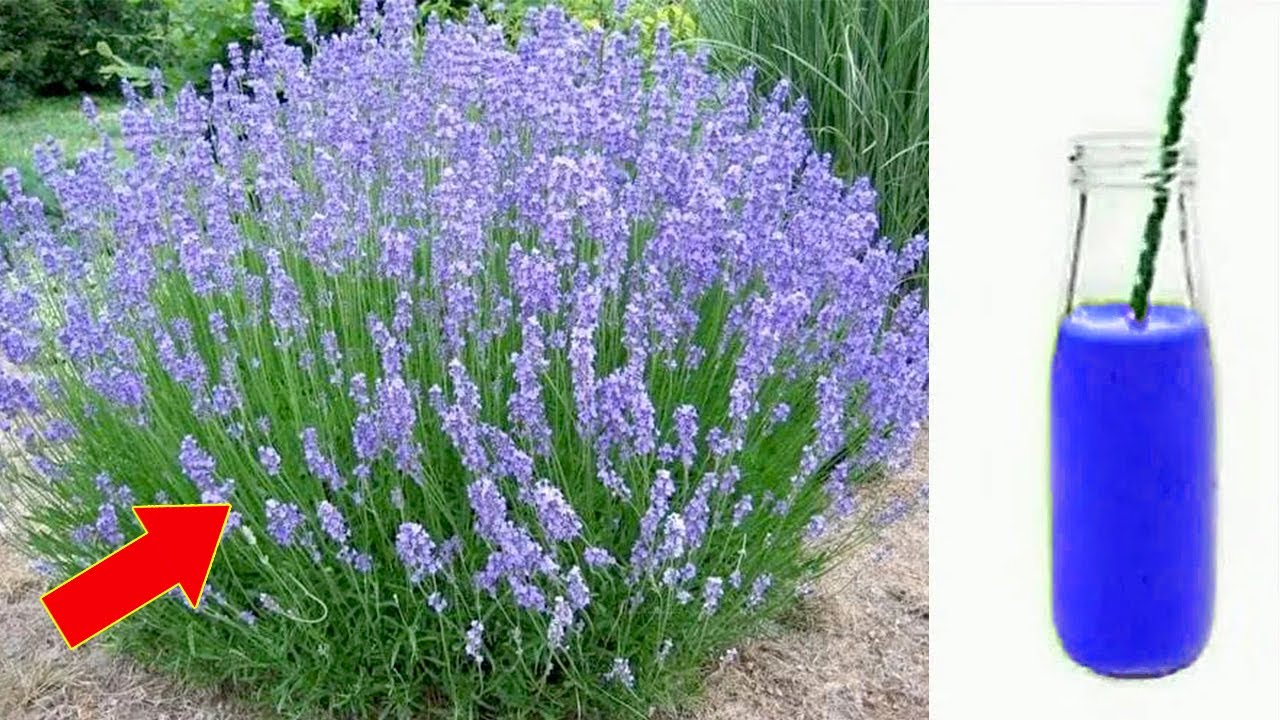 Discover the Incredible Benefits of Lavender: Nature’s Gift for Health and Wellness