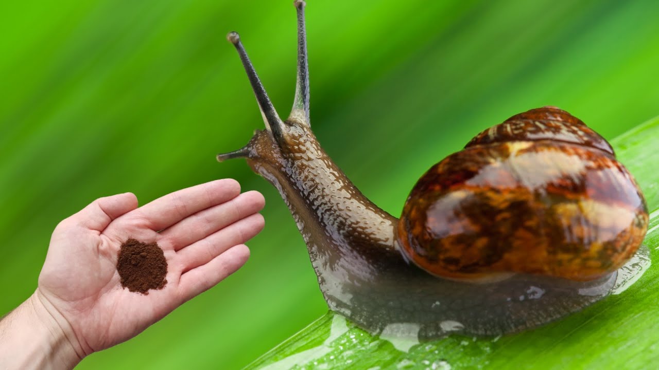 Say Goodbye to Snails: Natural Ways to Protect Your Garden