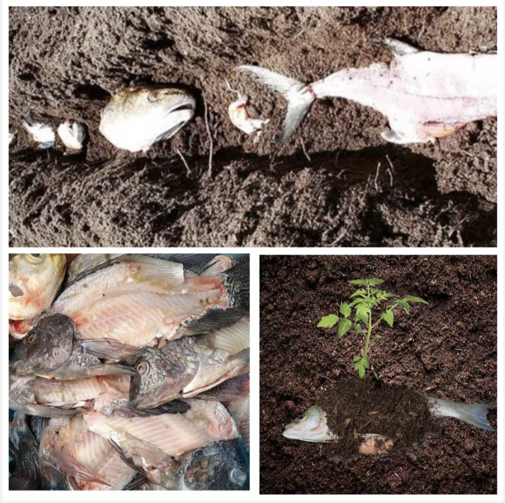 Using Fish Scraps as Natural Fertilizer for Your Garden