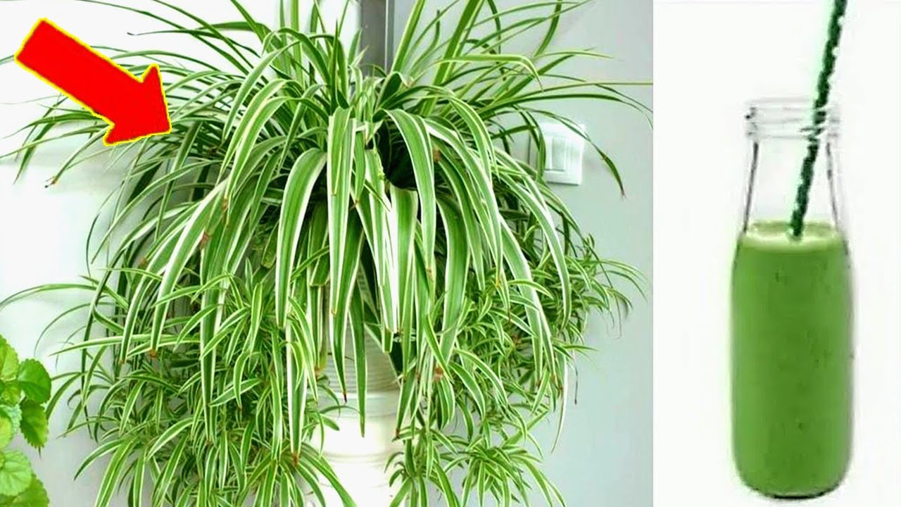 Unlocking the Benefits of an Easy-to-Grow Wonder Plant: Chlorophytum