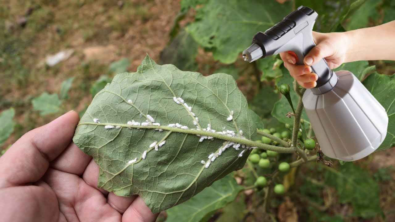 Say Goodbye to Garden Pests: DIY Organic Pest Control