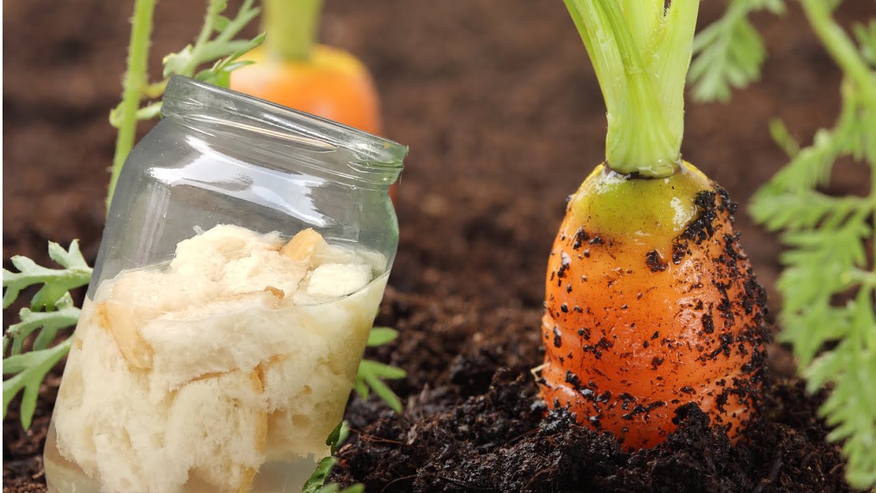 Homemade Plant Fertilizer: Turn Waste into Garden Gold!