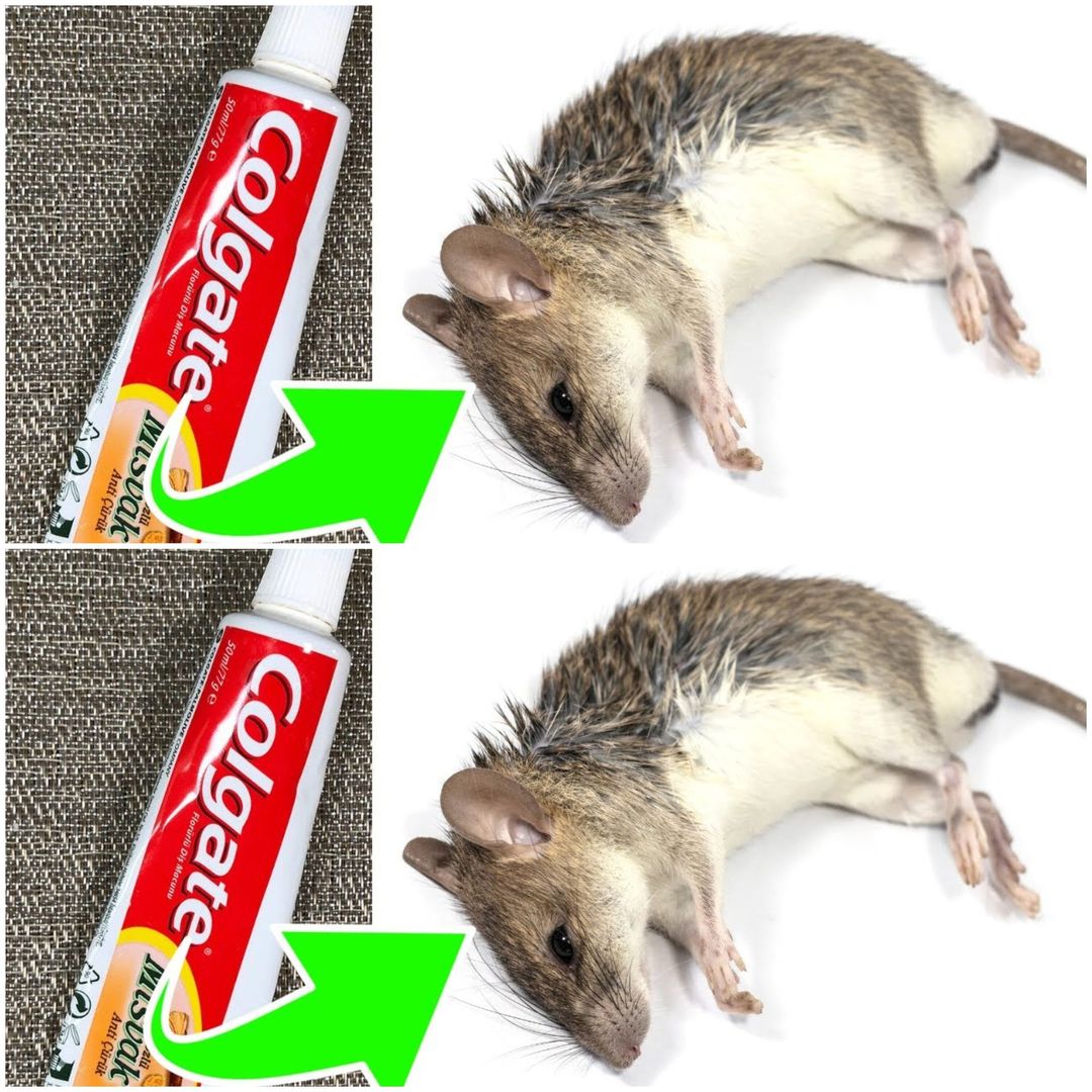 Keeping Rodents at Bay: A Natural Solution with Toothpaste