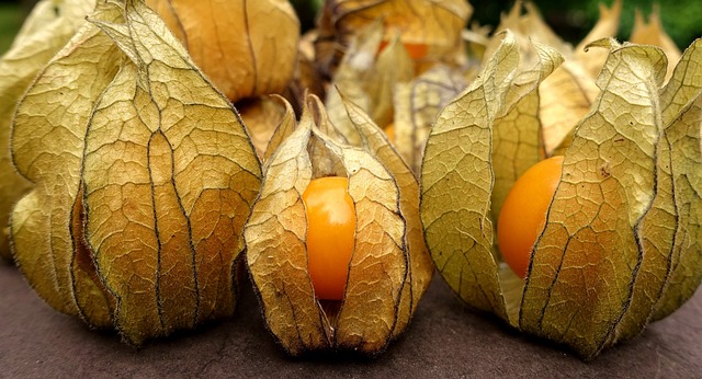 The Magic of Canapum (Physalis) – Your Natural Health Companion