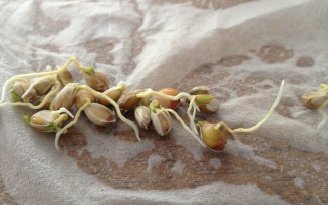 Unlocking the Hidden Potential of Lemon Seeds: A Surprising Germination Trick!