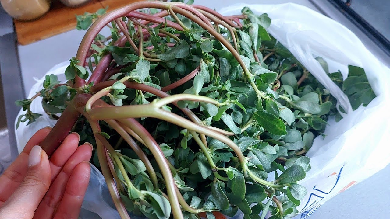 Discovering the Delight of Purslane: A Culinary Gem from My Turkish Neighbors