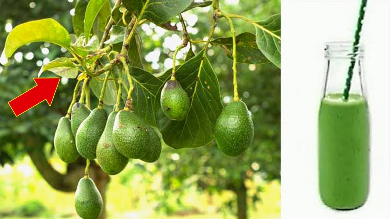 The Hidden Treasure of Avocado Leaves: A Goldmine in Your Garden