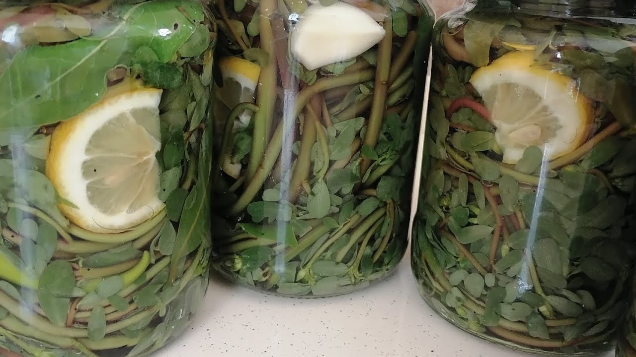 Preserving Summer’s Bounty: The Art of Making Pickled Purslane