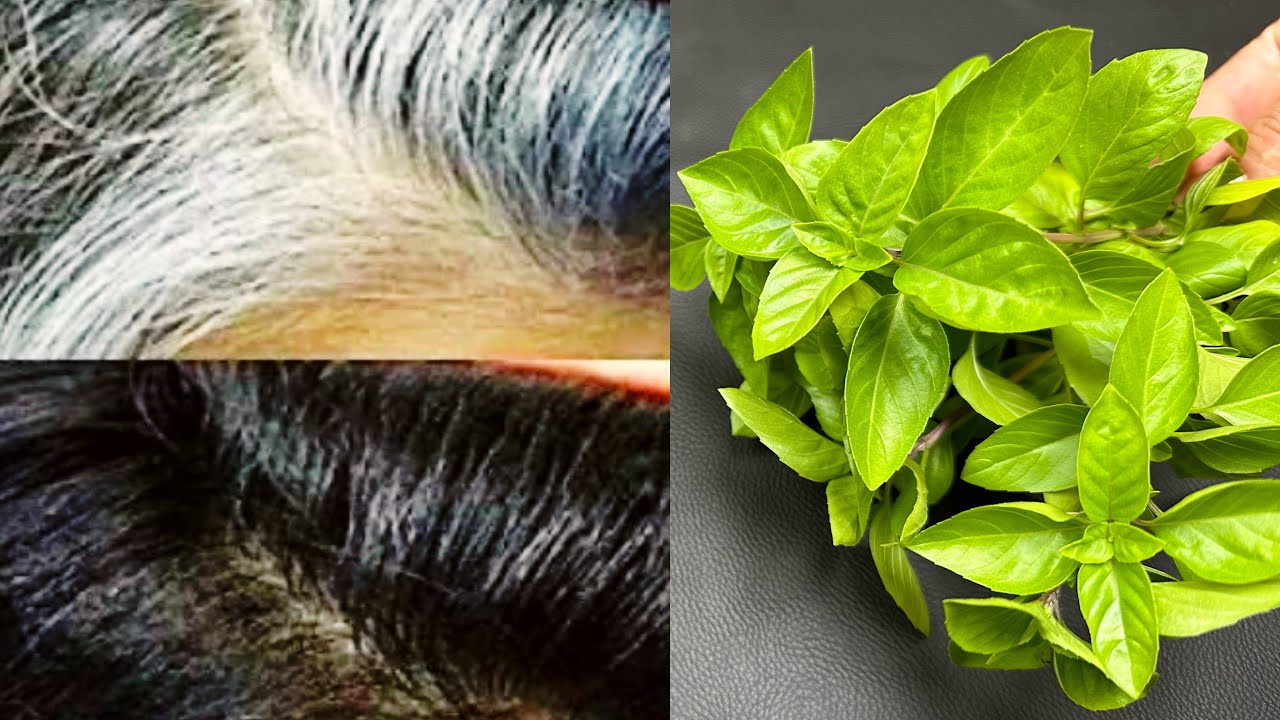 Unlocking the Secret to Youthful Hair: The Remarkable Power of Basil