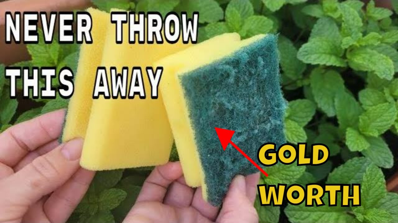 Don’t Toss Them Away: Discover the Surprising Benefits of Reusing Sponges in Your Home and Garden!