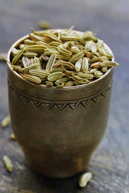 The Surprising Power of Fennel Seeds: Small Addition, Big Impact