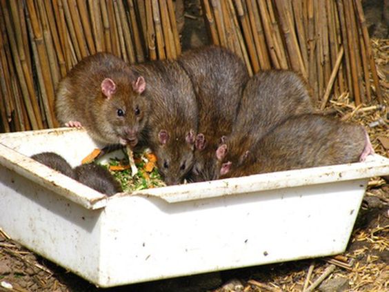 Discover Natural Ways to Deter Rats and Mice Quickly Without Poison or Traps