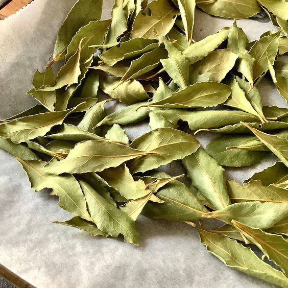 Say Goodbye to Household Pests with Bay Leaves: A Natural Solution