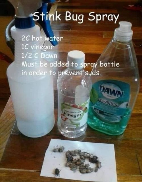 Say Goodbye to Household Pests Forever with this Homemade Repellent Recipe