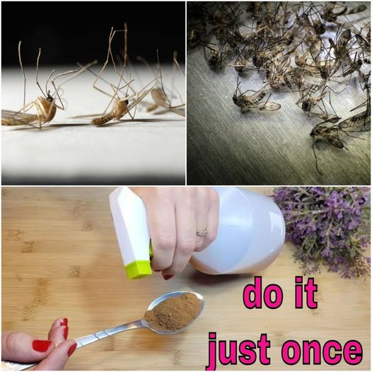 Keep Flies and Mosquitoes Away with Simple Home Solutions