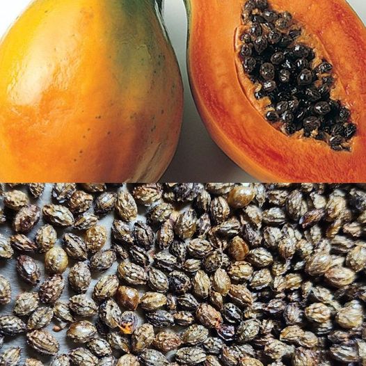 Discovering the Delightful Benefits of Papaya Seed Tea: A Refreshing Twist on Wellness