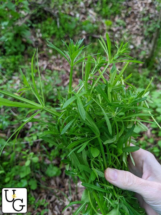 Crafting Cleavers Tincture: A Simple Guide and Its Benefits