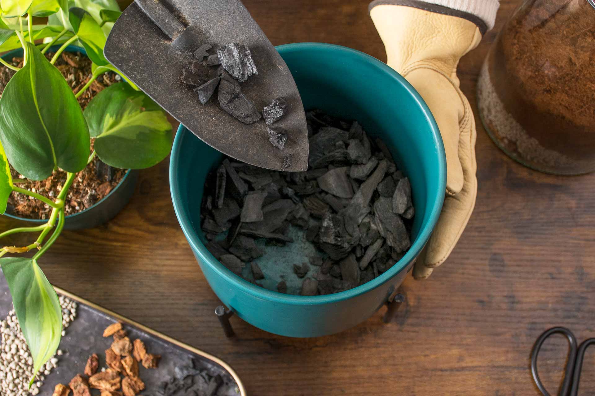 Unlocking the Benefits of Charcoal: A Cost-Effective Fertilizer for Thriving Plants