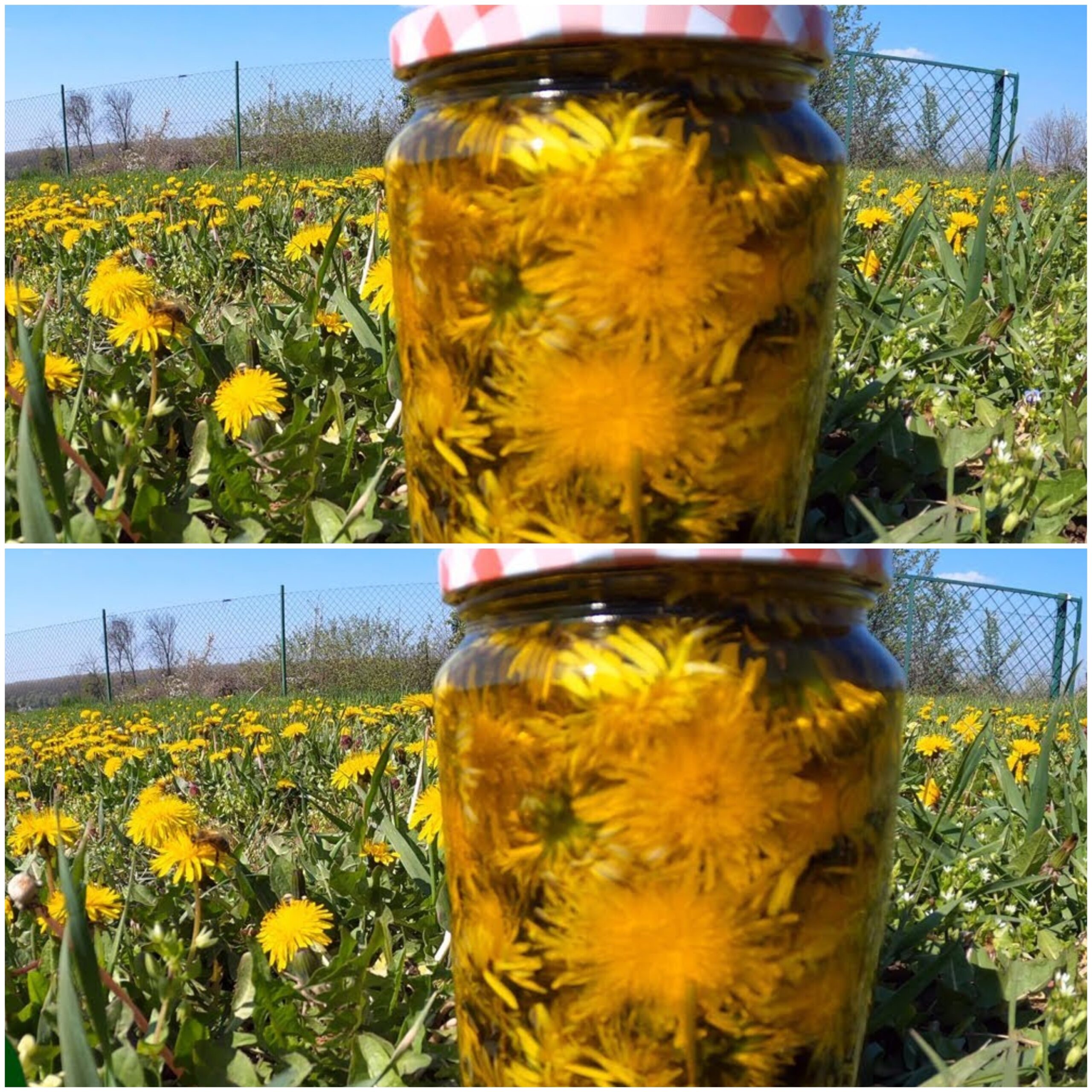 How to Make Dandelion Oil (Dandelion Infused Oil) and Its Healing Properties