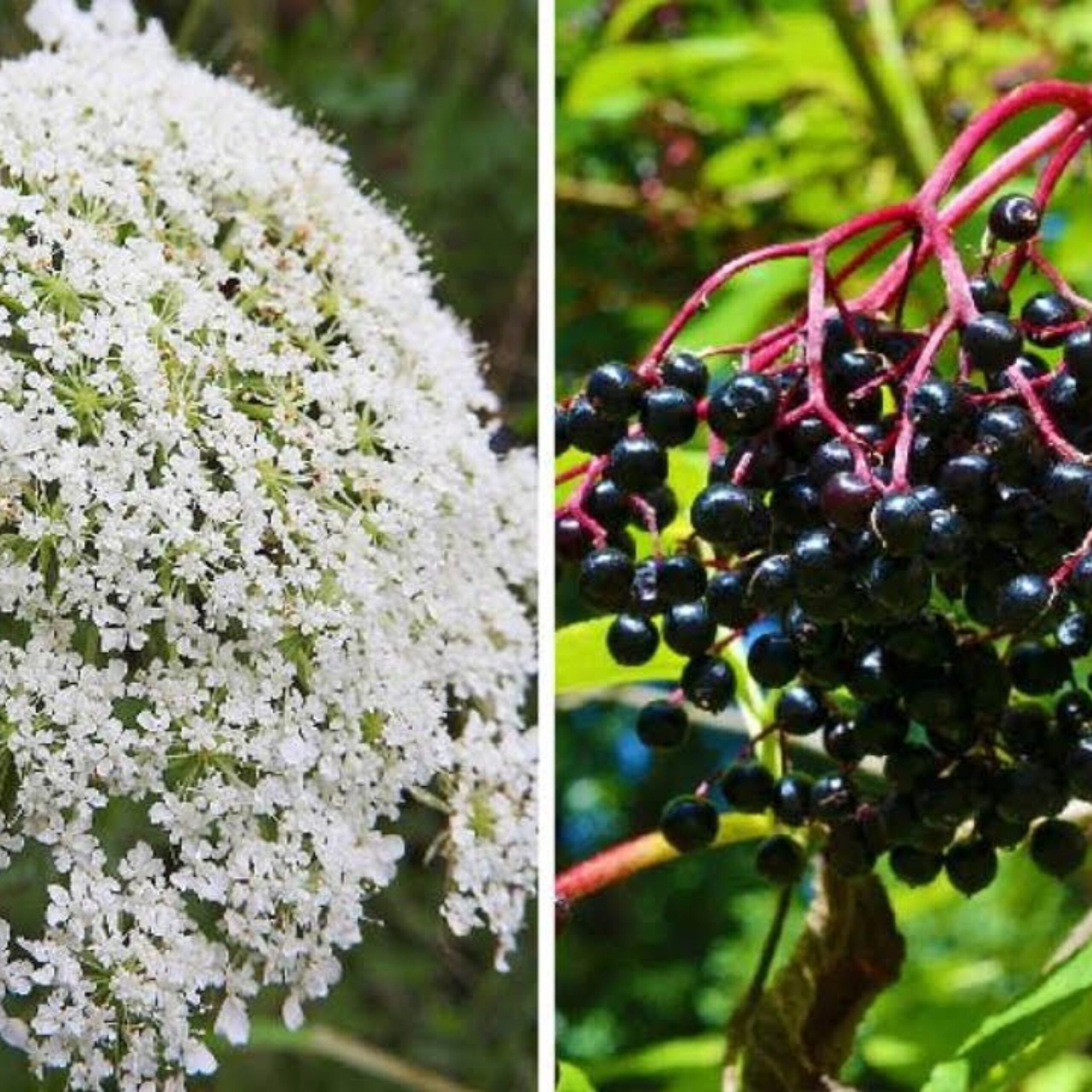 Patience Pays Off: The Benefits of Waiting to Harvest Elderflower