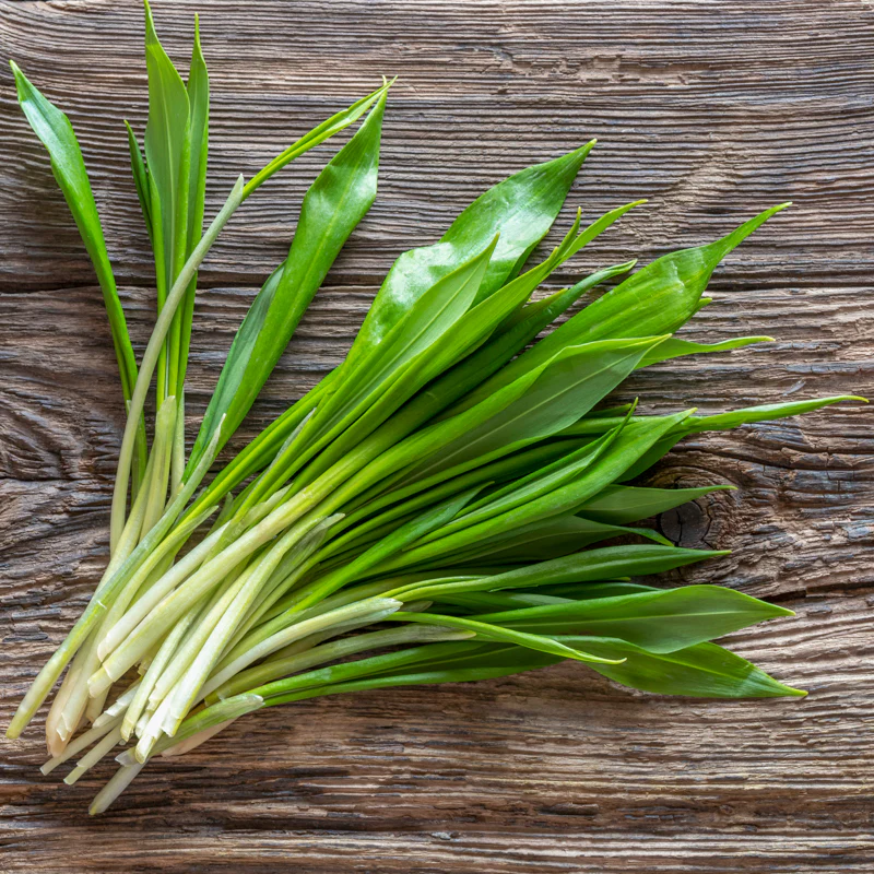 Wild Garlic: Nature’s Marvel for Holistic Healing