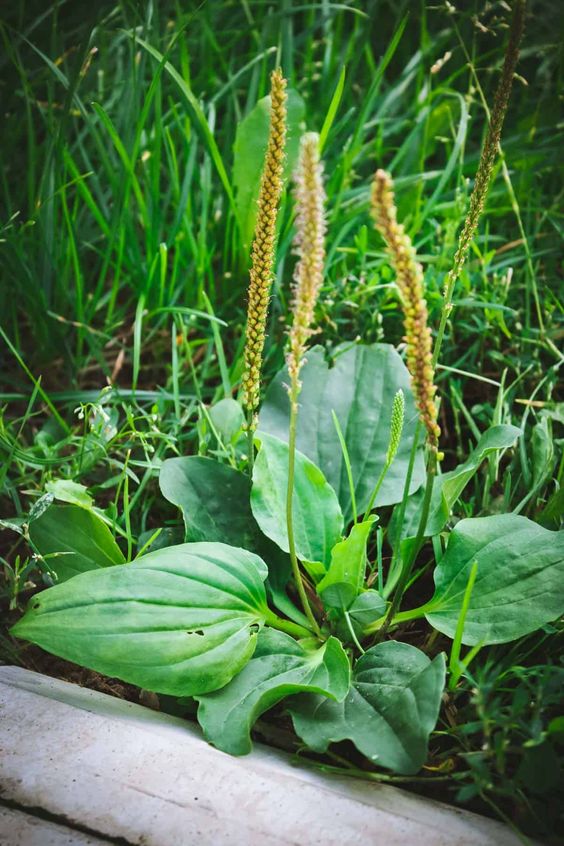 Crafting Your Own Plantain Salve: A Natural Remedy for Your Skin Care Routine