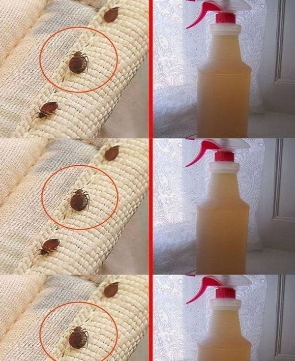 Alcohol: Your Secret Weapon Against Bed Bugs