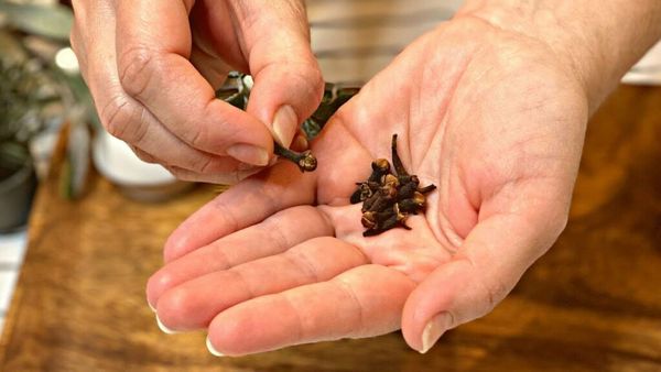 Breathe Easier: Cloves for Clearing Lungs and Soothing Coughs