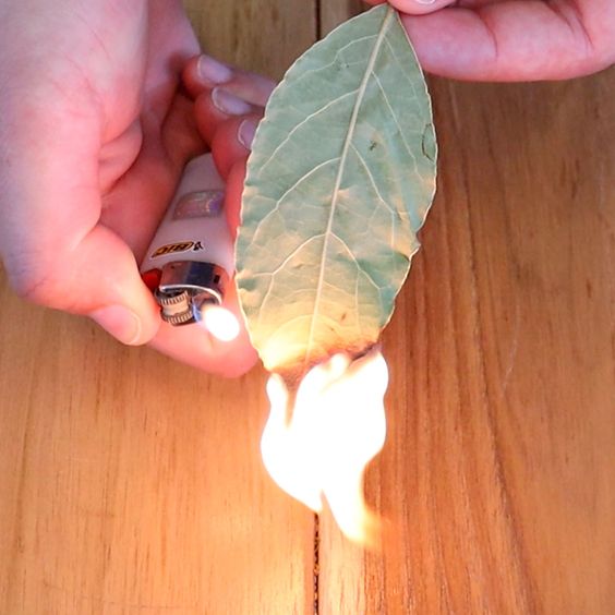 Experience the Magic of Burning Laurel Leaves in Your Home