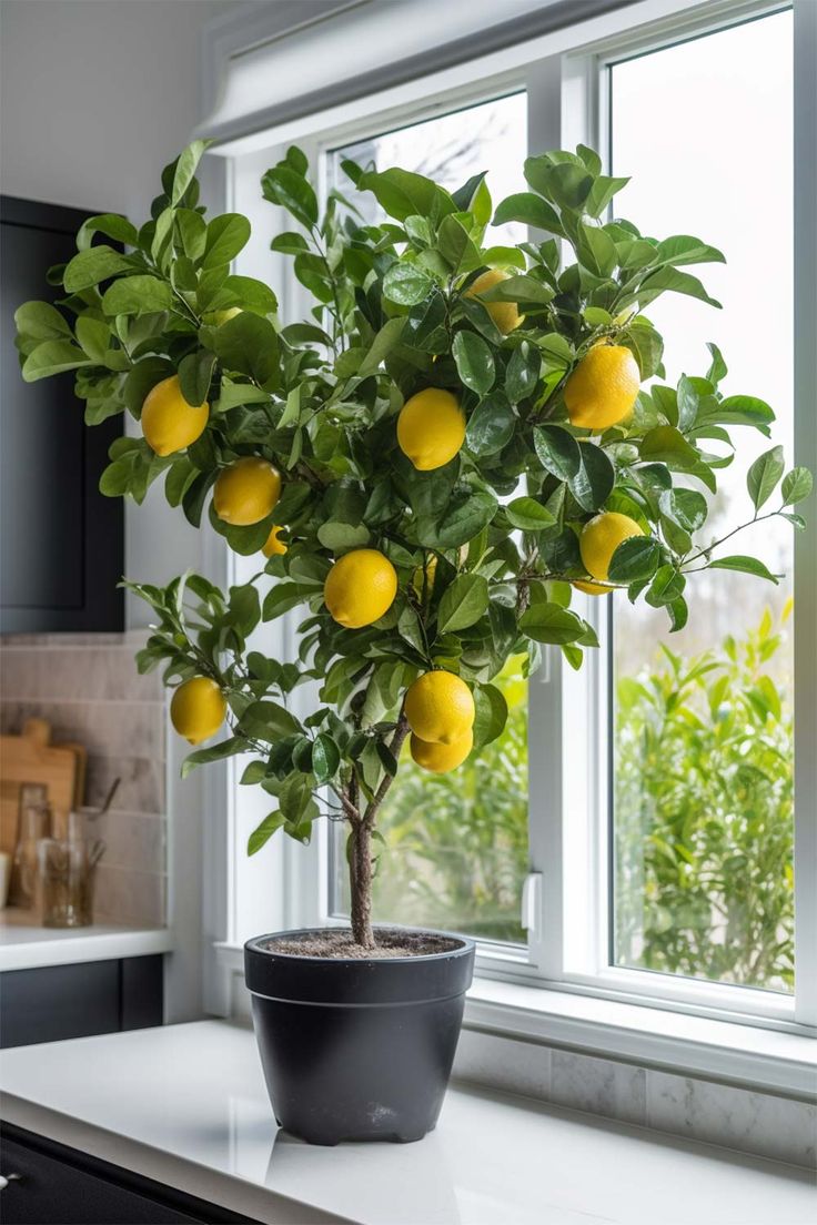 Unlock the Magic of Growing Lemon Tree Cuttings with This Simple Water Soaking Method