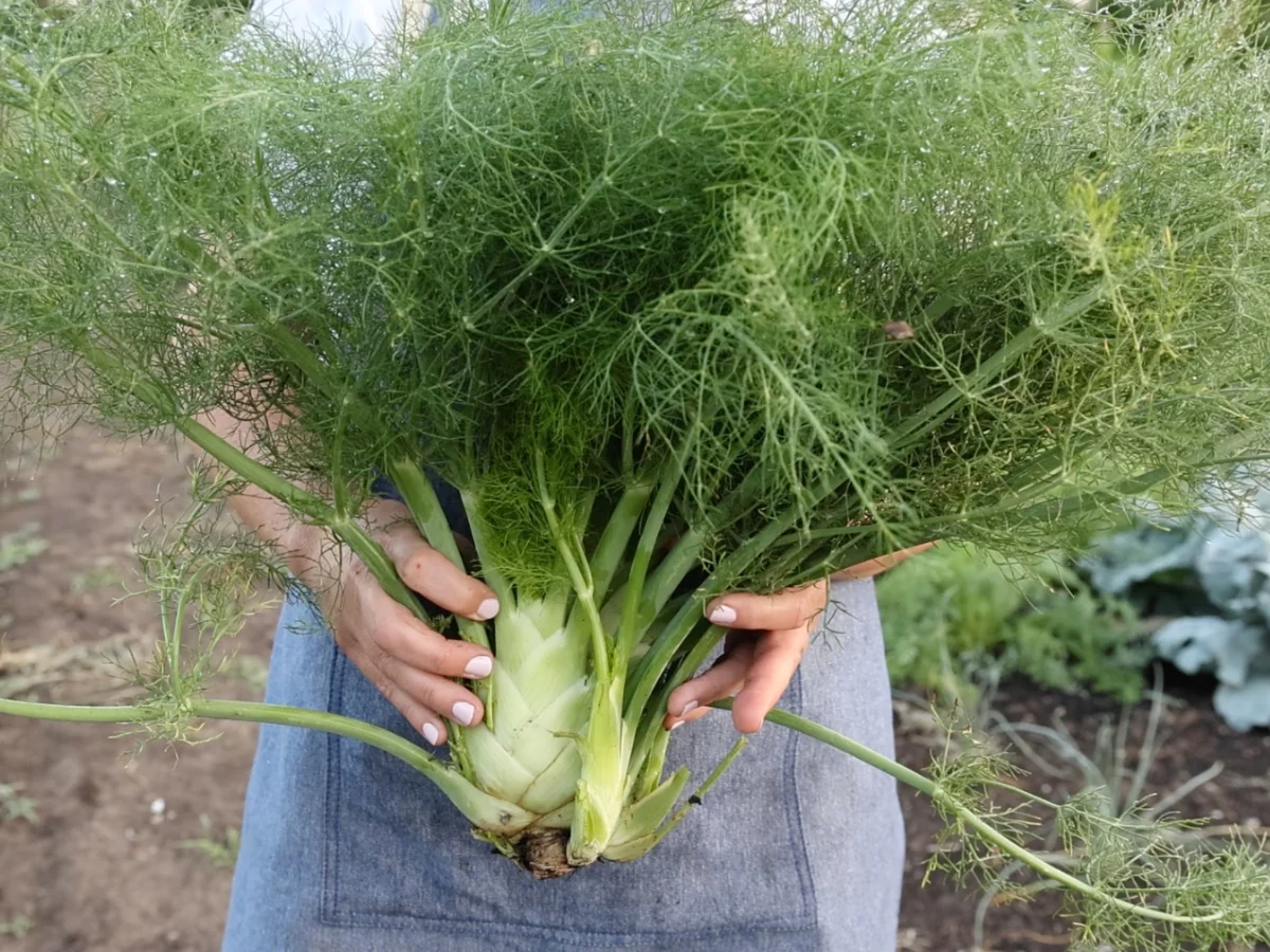 Unveiling the Hidden Treasures of Fennel: Nature’s Golden Leaf