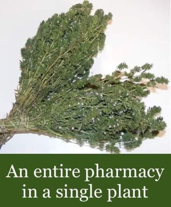 Unlocking the Profound Health Benefits of Thyme: A Singular Plant Pharmacy