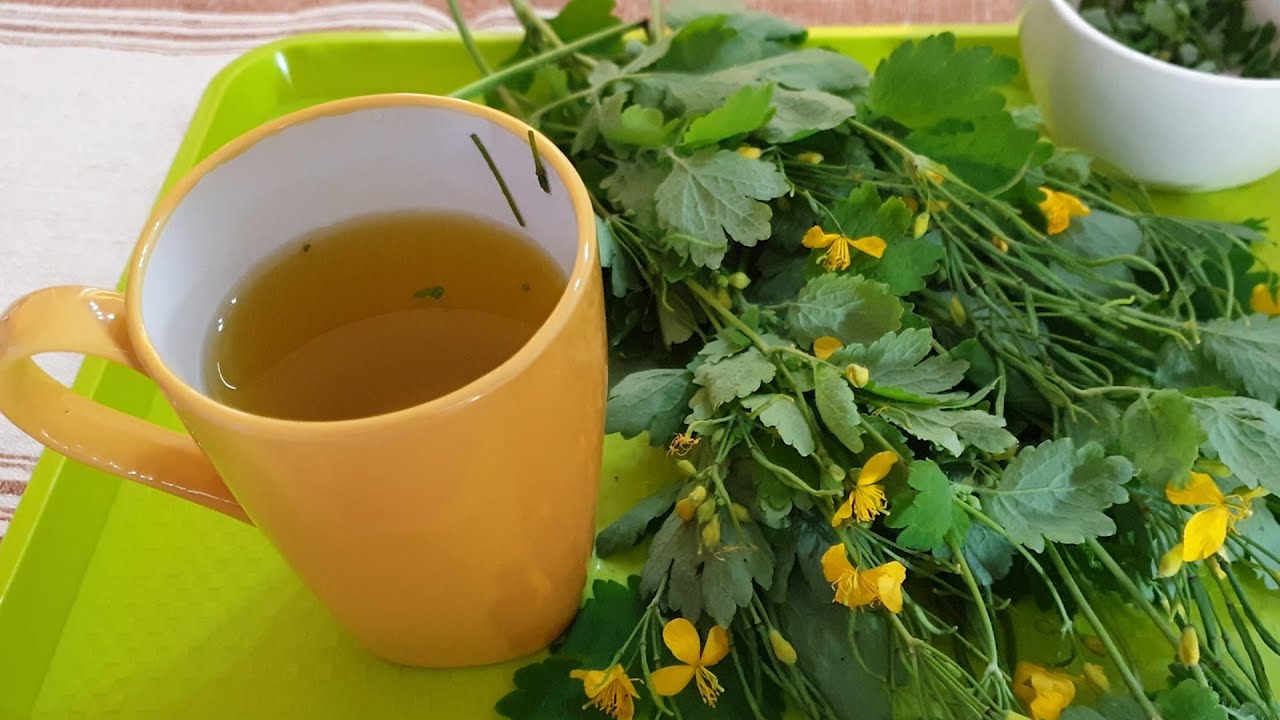 Discover the Golden Benefits of Chelidonium Tea: Nature’s Treasure for Health