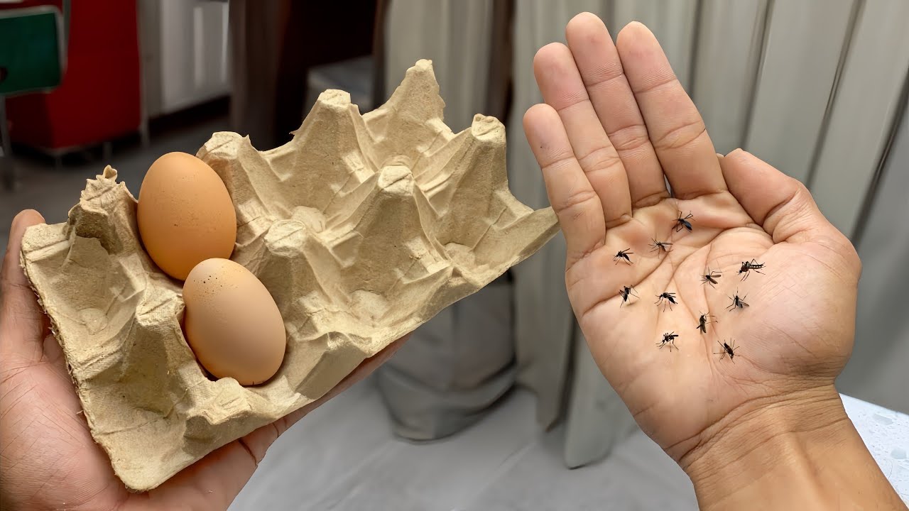 Smart and Economical Ways to Use Egg Cartons for Mosquito Repellent