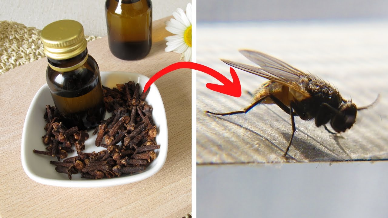 Keep Flies and Mosquitoes at Bay with Cloves: A Natural Household Solution