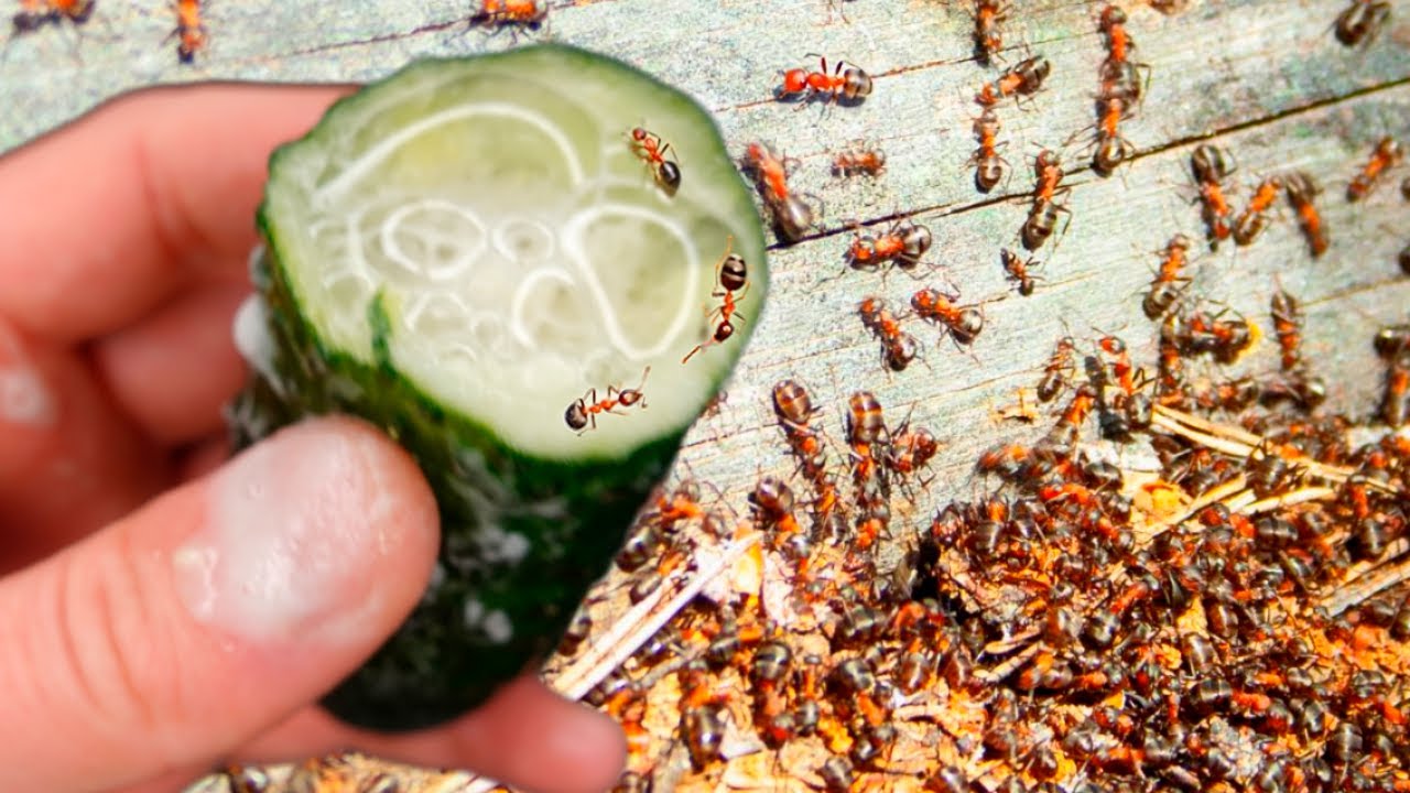 Say Goodbye to Ants and Aphids Forever with This 100% Effective Cucumber Remedy!