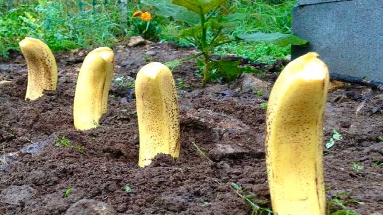 Discover the Magic of Planting Bananas in Your Garden