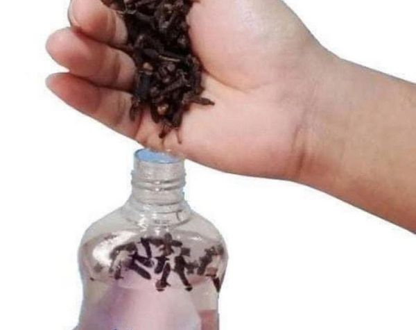 Make Your Own All-Natural Insect Repellent