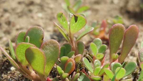 Nature’s Pharmacy: The Incredible Benefits of Purslane