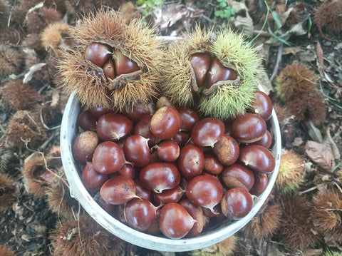 Unlocking the Nutritional Power of Chestnuts: 5 Incredible Health Benefits