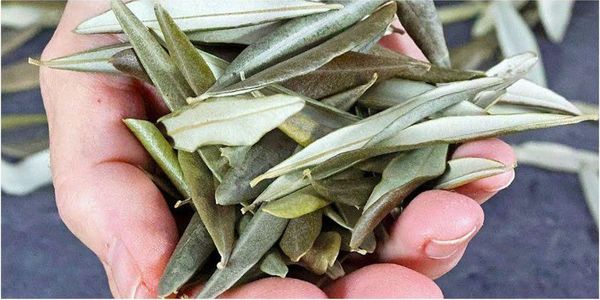 Discover the Healing Power of Dried Olive Leaves: A Divine Gift for Longevity