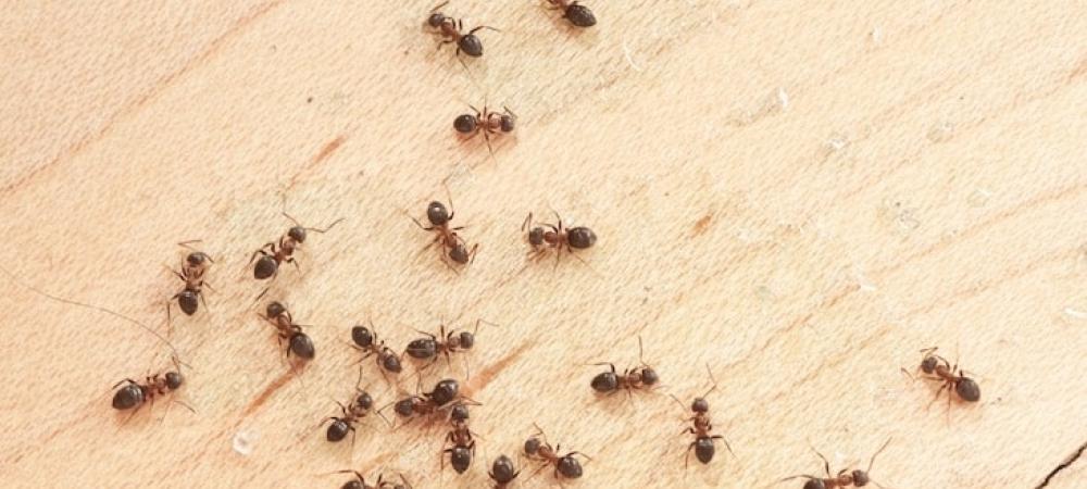 Keep Ants at Bay with This Simple Secret: Cloves for a Pest-Free Garden