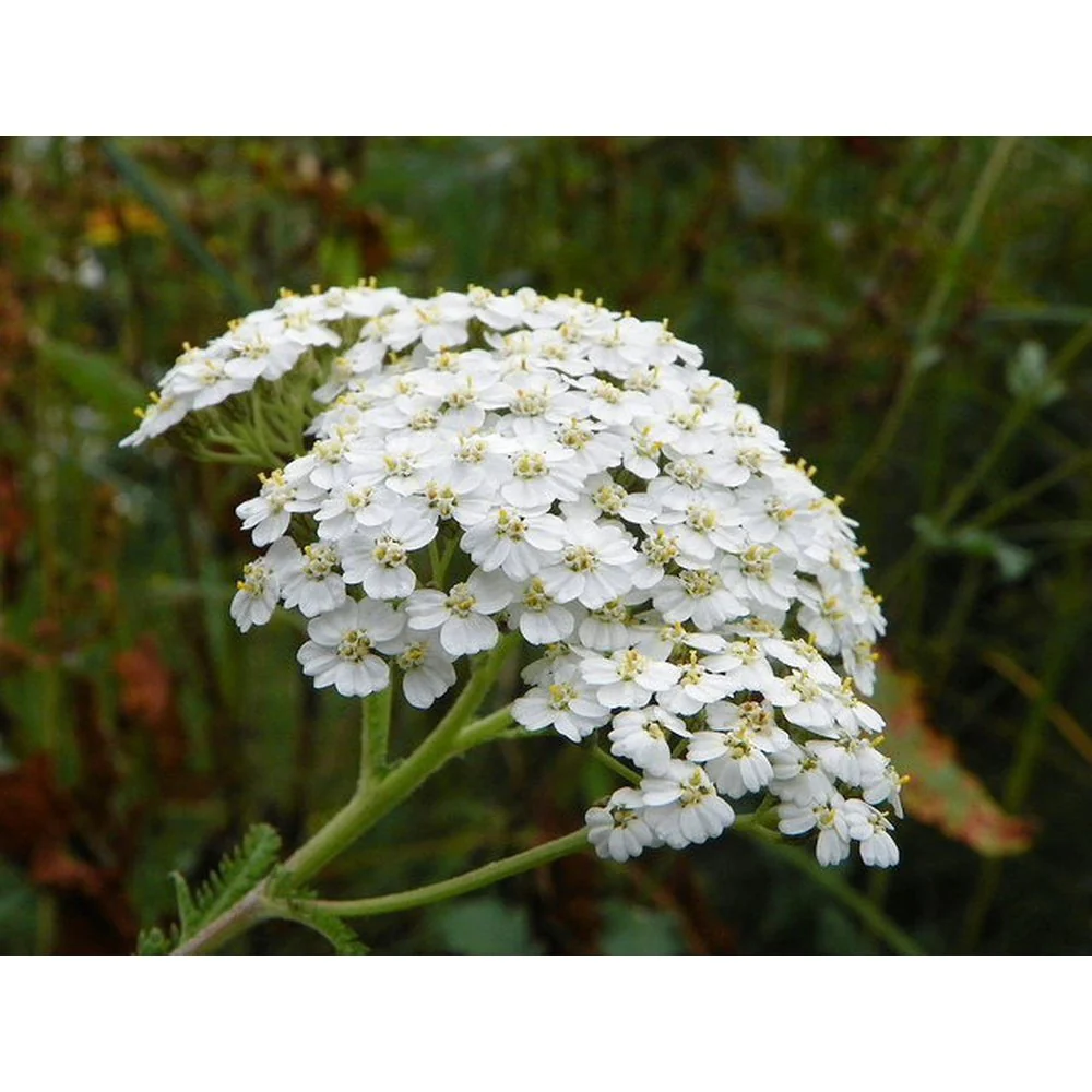 Yarrow: Nature’s Own First Aid Kit