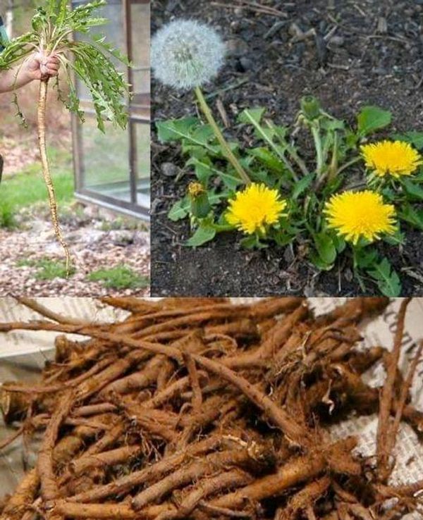 Why Dandelion Roots are the Most Important Part of the Plant