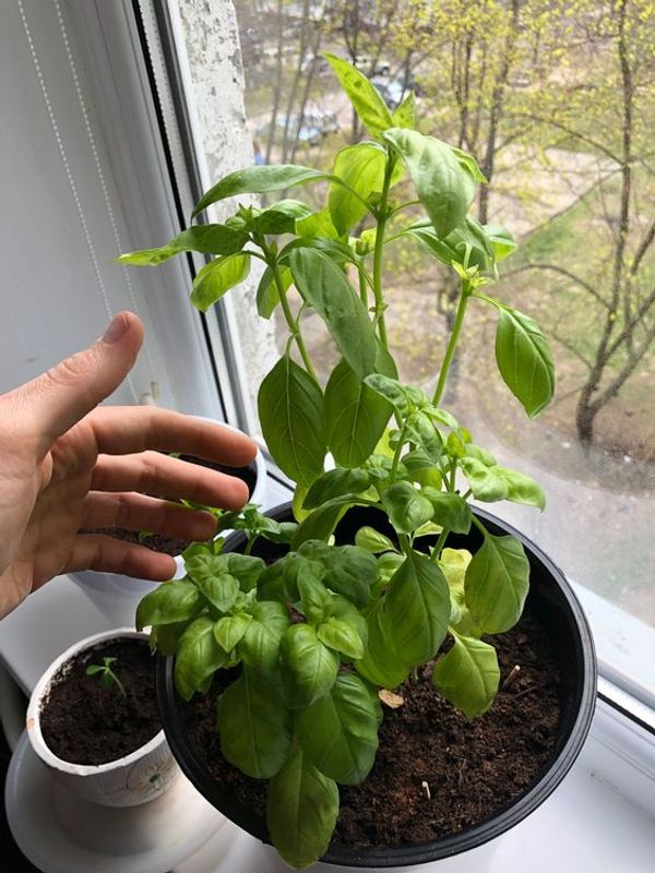 The Healing Powers of Basil