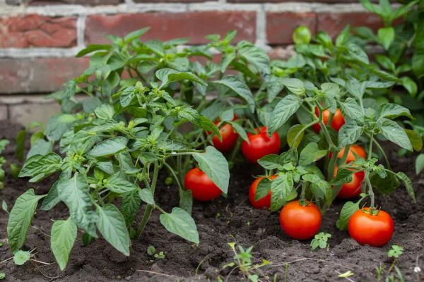 tomatoes plants near pepper plants in the garden